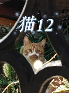 猫12个月相当于人多少岁